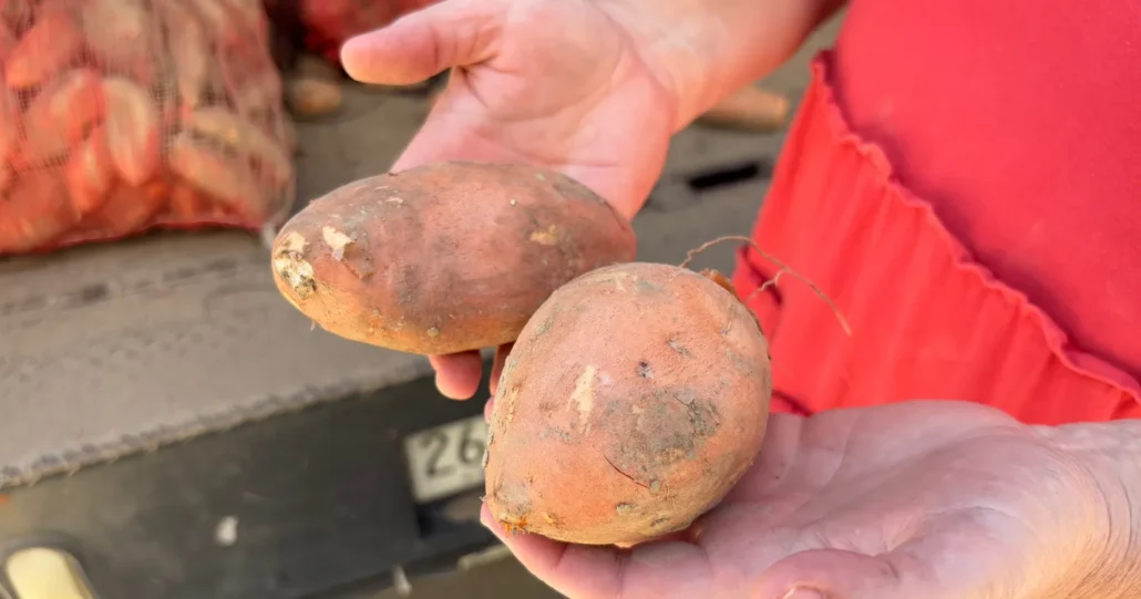 sweet potatoes